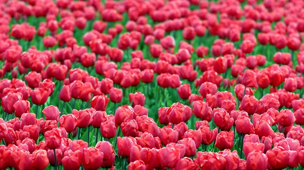 Цветы тюльпана растут в поле — стоковое фото