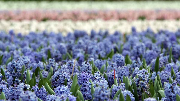 Pole kvetoucí Hyacint květin — Stock fotografie