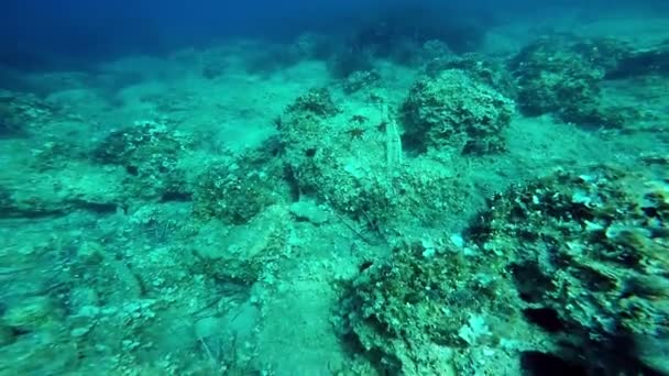 Buceador Submarino con Tres Estrellas de Mar Rojas — Vídeos de Stock