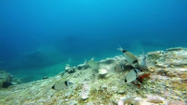 Życie morskie - ryby żywiące się jeżowce. — Wideo stockowe