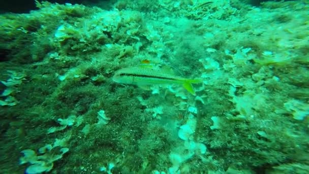 Peces nadando en el fondo del océano — Vídeos de Stock