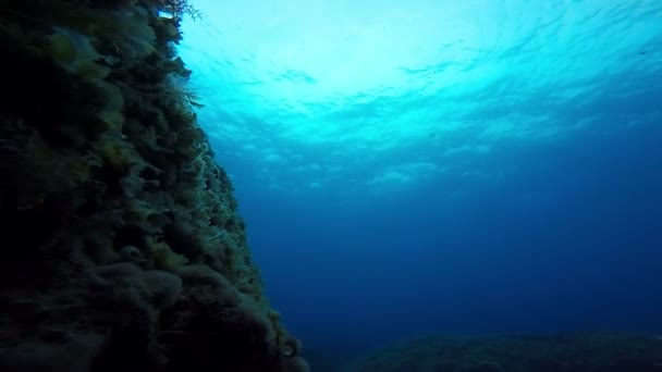 Scuba Diving on Coral Reef — Stock Video