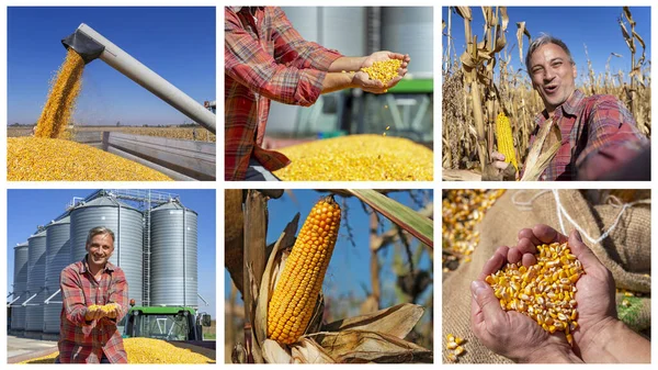 Corn Growing, Harvesting and Storage Photo Collage. Smiling Farmer Harvesting Corn. Ripe Corn on the Cob in Agricultural Field. Harvest Time and Maize Storage in Agricultural Grain Dryer Silos.