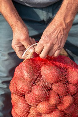Çiftçi Patates Hasadı. Çiftçi Elleri Patates Torbası. Taze Organik Patatesler.. 