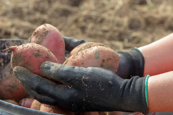 Mãos Segurando Batatas Frescas Colheitas Batatas Orgânicas Frescas Campo Agricultor — Fotografia de Stock