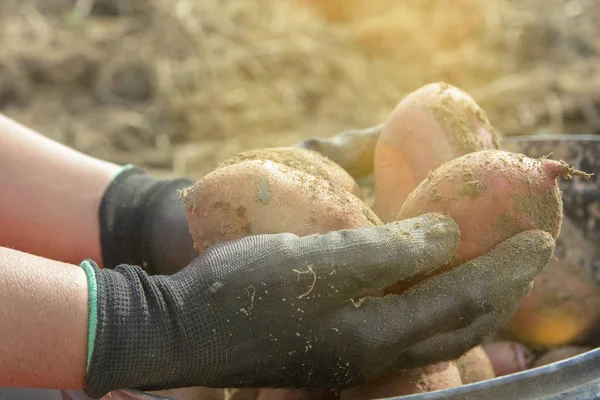 Kartoffelanbau Hände Mit Frisch Geernteten Kartoffeln Frische Bio Kartoffeln Auf — Stockfoto