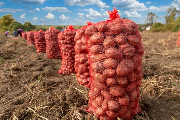 Patates Hasat Eden Tarla Işçileri Patates Çiftçiliği Sıralar Dolusu Taze — Stok fotoğraf