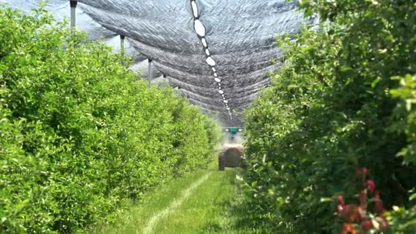 Traktor Rozstřikuje Insekticid Apple Orchard Síťovina Ochrany Krupobití Nad Sadem — Stock video