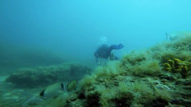 Scuba dalgıcı bir mercan resifini keşfetti. Denizin Altında. Deniz yaşamı. Güzel Su altı Dünyası. 