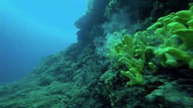 Deniz yaşamı, mercan resifinde balık sürüsü. Denizin Altında. Deniz yaşamı. Güzel Su altı Dünyası.
