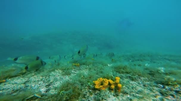 Lecho Marino Con Cardúmenes Peces Arrecife Coral Bajo Mar Marine — Vídeos de Stock