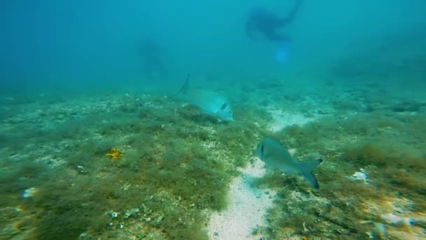 和鱼一起游泳 在海底下 海洋生物 美丽的海底世界 — 图库视频影像