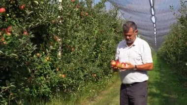 Ciddi Elma Yetiştiricisi veya Meyve Bahçesindeki Elmaların Kalitesini Denetleyen Agronomist. Ellerinde olgun kırmızı elmalar olan bir çiftçinin portresi. Meyve bahçesinde elma toplama. Plastik Sandıkta Kırmızı Elmalar.