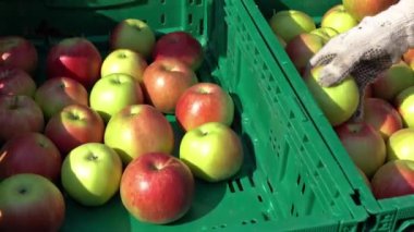 Elma Hasadı ve Elma Sıralaması - Uzaklaş. Meyve bahçesinde elma toplama. Plastik Meyve Depolama Sandığında Kırmızı Elmalar.