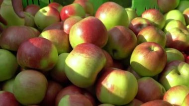Toplayıcılar Plastik Meyve Depolama Sandığı 'na Elma Koy - Uzaklaş. Apple Hasat ve Infield Meyve Sıralama. Meyve bahçesinde elma toplama. Plastik Meyve Depolama Sandığında Kırmızı Elmalar.