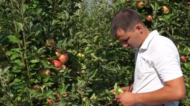 Νεαρός Αγρότης Μαζεύει Μήλα Ένα Περιβόλι Zoom Out Συγκομιδή Μήλων — Αρχείο Βίντεο