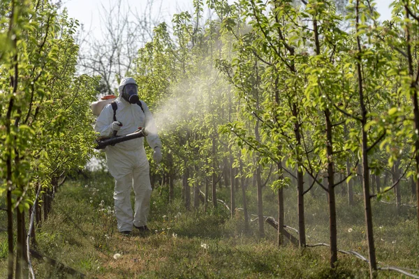 Fruit Grower Sprays Trees With Toxic Pesticides. Man in Coveralls With Gas Mask Spraying Orchard in Springtime. Farmer in Protective Equipment Spraying Fruit Orchard With Backpack Atomizer Sprayer.