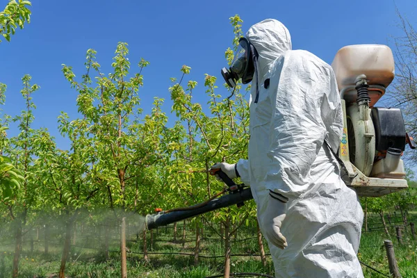 Fruit Grower in Personal Protective Equipment Spraying Fruit Orchard. Man in Coveralls With Gas Mask Spraying Orchard in Springtime. Farmer Sprays Trees With Toxic Pesticides or Insecticides.