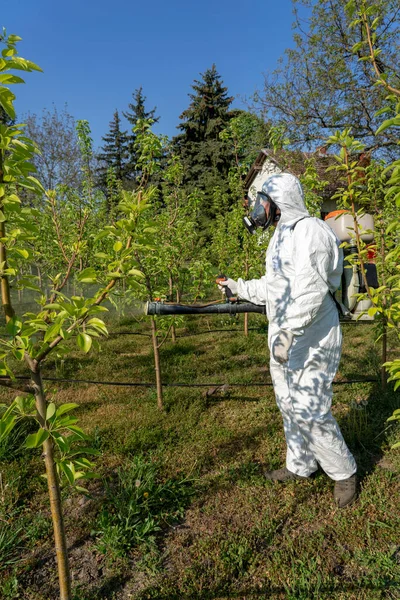 Man in Coveralls With Gas Mask Spraying Orchard in Springtime. Farmer in Protective Equipment Spraying Fruit Orchard With Backpack Atomizer Sprayer. Fruit Grower Sprays Trees With Toxic Pesticides.