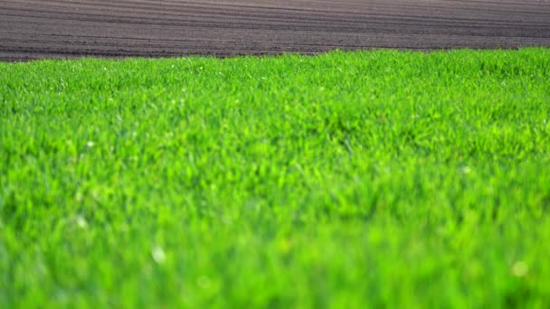 Fertile Agricultural Land Rack Focus Green Wheat Waving Natural Background — Stock Video