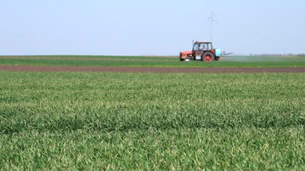 Размахивая Зеленой Пшеницей Тракторным Спреем Трактор Распыления Пестицидов Поле Пшеницы — стоковое видео