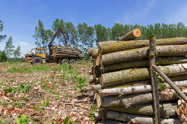 Timber Industry. Bundle Of Tree Logs In A Crane Grabber. Loading Tree Logs with Timber Crane on a Pile. View on Mechanical Arm of Logger Loading Logs. Lumber Industry and Impact on the Environment.