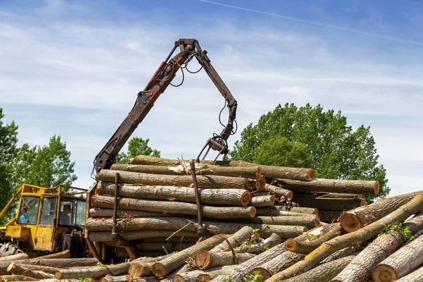 Loading Tree Logs Timber Crane Hile Lesnické Těžební Vozidlo Službě — Stock fotografie