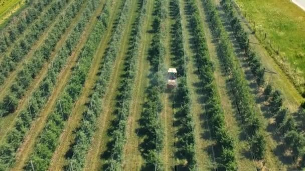 Prise Vue Aérienne Verger Pulvérisation Tracteur Recouvert Filet Grêle Printemps — Video