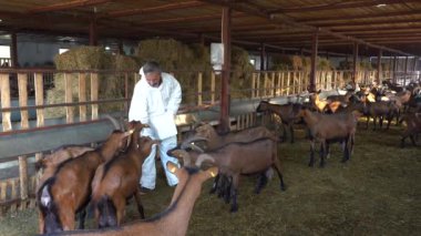 Olgun Çiftçi Eli Ahırında Keçileri Besliyor. Hayvan Çiftliği Konsepti. Çiftçi ve Keçileri Keçi Süt Çiftliğinde. Bir çiftçi keçilerini dikkatlice organik hayvan çiftliğinde yetiştiriyor.. 