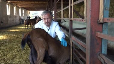 Dairy Goat Farm 'da steteskopla Keçi İnceleme Görevlisi. Veteriner Stetoskopla Keçi Kalbi 'ni Dinliyor. Çiftlik Hayvanları Veterineri.