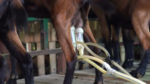 Tubo Succión Máquina Ordeño Cabra Udder Cabras Estación Ordeño Granero — Vídeo de stock