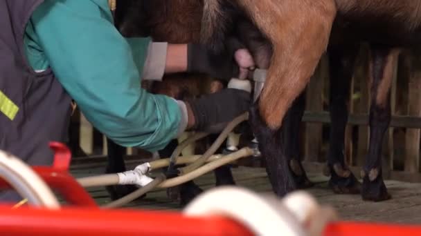 ヤギ酪農場での農家の搾乳ヤギ ヤギの鹿に搾乳機を取り付ける農家 納屋の搾乳場でヤギ — ストック動画