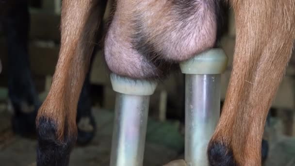 Tubo Succión Máquina Ordeño Cabra Udder Cabras Estación Ordeño Granero — Vídeos de Stock