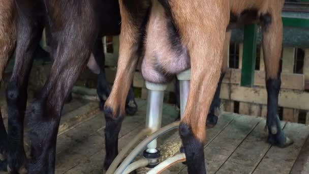 Dairy Goat Milking Goats Being Milked Milking Machines Cropped View — Stock Video