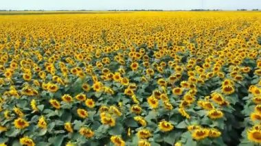 İnsansız hava aracı uçuşu ve çiçek açan ayçiçeği tarlasında yükseliş. Ayçiçeği tarlasının tam çiçeklenme noktasındaki hava aracı bakış açısı.
