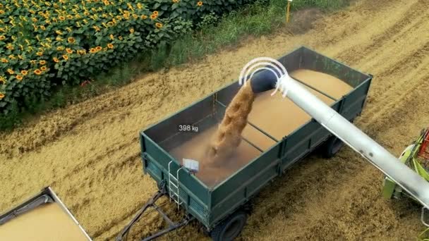 从航空无人机看联合收割机奥格将小麦谷物卸入拖拉机拖架 智能耕作技术 具有智能化耕作应用的农业用地 — 图库视频影像