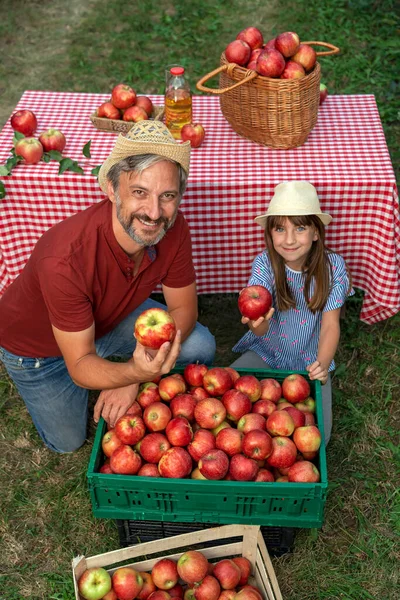 Farmer His Little Daughter Crate Appetizing Red Apples Sunny Orchard — Stock Photo, Image