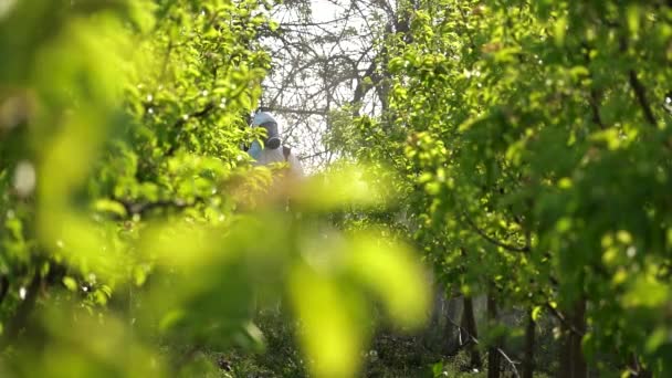 Farmář Montérkách Plynovou Maskou Postřikující Ovocné Stromy Jaře Zemědělský Dělník — Stock video