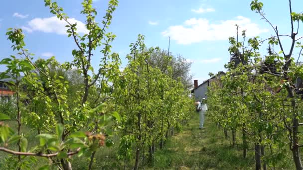 Boer Persoonlijke Beschermingsmiddelen Sproeien Fruitbomen Een Boomgaard Het Voorjaar Landbouwarbeider — Stockvideo