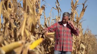 Cornfield 'da cep telefonuyla konuşan memnun çiftçi Zoom In Shot. Gülümseyen Çiftçi Cornfield 'da duruyor, elinde mısır koçanını tutuyor ve Hasat' ı tartışmak için cep telefonunu kullanıyor..