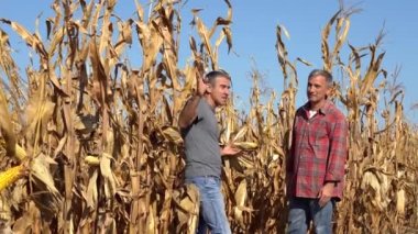 Cornfield 'da cep telefonuyla selfie çeken iki çiftçi. Çiftçiler Olgun Mısır Kalitesini Tartışıyor ve Cep Telefonu Kamerasıyla Kendi Fotoğraflarımızı Çekiyorlar. Hasat Zamanı.