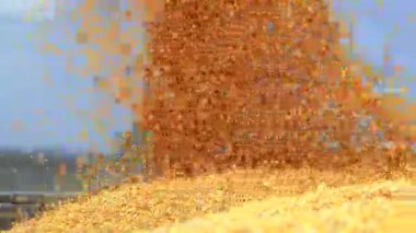 Combine Auger 'dan Grain Cart' a düşen mısırlar. Tarlalardan Olgun Ekin Toplamak. Hasat zamanı. Hasat Makinesi, mısır tanelerini traktör römorkuna yüklüyor..