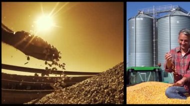 Mısır Hasadı Kavramsal Video Duvarı. Klipslerin görüntüsü Hasat ve Tahıl Depolama Mısırı. Mutlu Çiftçi Taze Hasat Edilen Mısır Tanesine Karşı Tahıl Taneciklerini Gösteriyor.