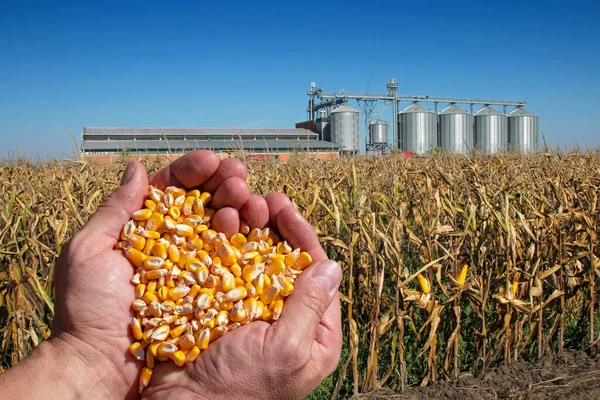 Een Handvol Geoogste Graan Maïs Hartvormige Stapel Tegen Granen Opslagbakken — Stockfoto