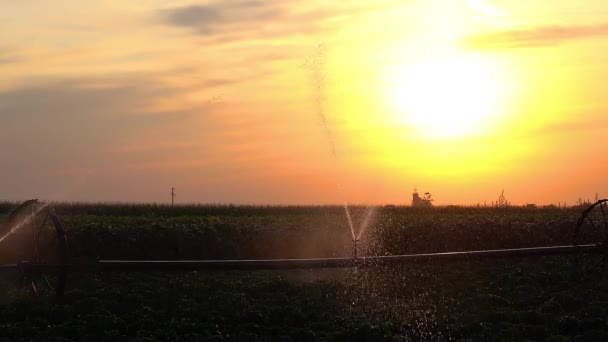 日没時にペッパーの畑に水を噴霧灌漑システム スローモーション 夕日とオレンジの空に対する灌漑農業フィールド 農地の上の美しい夕日 — ストック動画