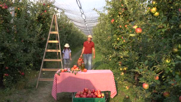 父亲和他的小女儿们带着一筐新鲜的红苹果穿过一个苹果园 健康食品概念 父亲和女儿在果园里采摘苹果 家庭采摘水果 — 图库视频影像
