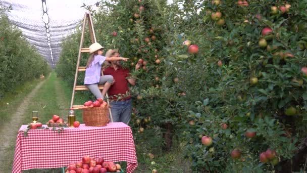 Farmář Jeho Dceruška Žebříku Sbírajícím Jablka Dívka Modrýma Očima Dává — Stock video