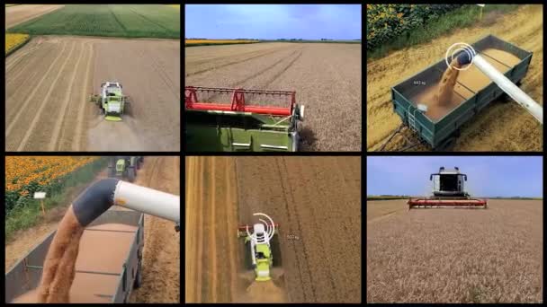 Búza Betakarítás Konceptuális Multi Screen Video Kombináljuk Gabonát Traktor Pótkocsijába — Stock videók