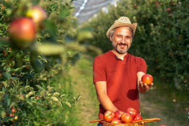 Hasır Şapkalı Mutlu Çiftçi Sunny Orchard 'da Kırmızı Elma Veriyor. Karizmatik Olgun Çiftçi Kırmızı Elma Tutuyor ve Kameraya Bakıyor. Sağlıklı gıda konsepti. Meyve Bahçesinde Elma Toplayan Çiftçi.