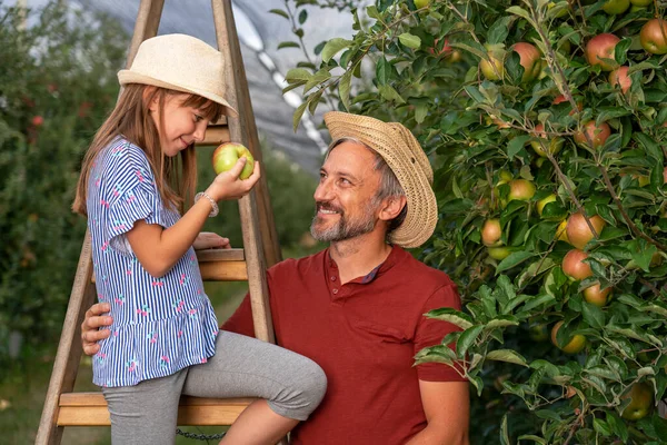Farmer Jego Mała Córeczka Drabinie Apple Orchard Koncepcja Zdrowej Żywności — Zdjęcie stockowe